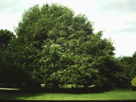 T11964 Quercus cerris