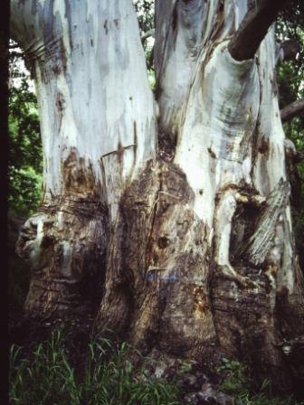 T11967 Eucalyptus viminalis