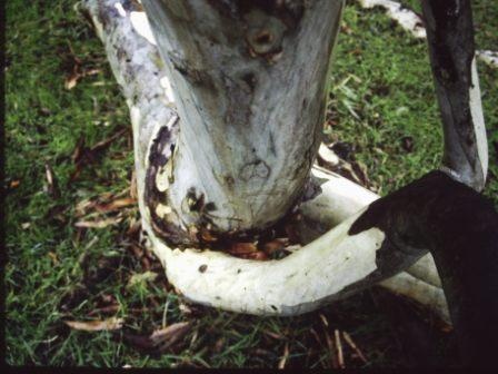 T11968 Eucalyptus camaldulensis