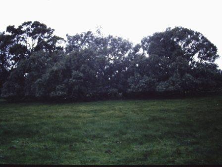 T11968 Eucalyptus camaludensis