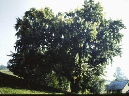 T11973 Populus alba