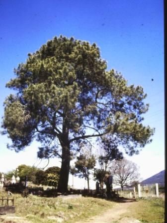 T12004 Pinus pinaster
