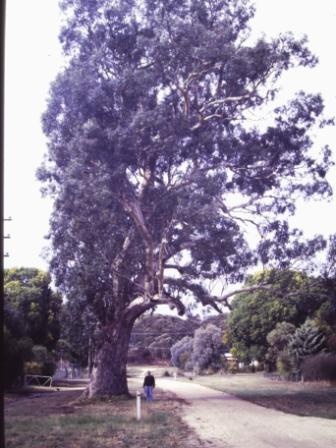 T12015 Eucalyptus camaldulensis