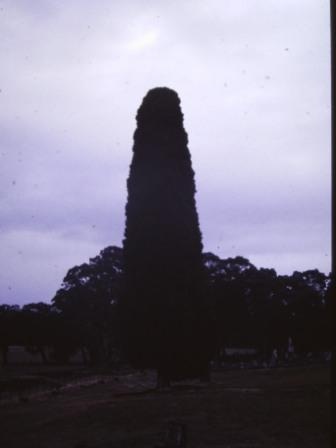 T12016 Cupressus sempervirens