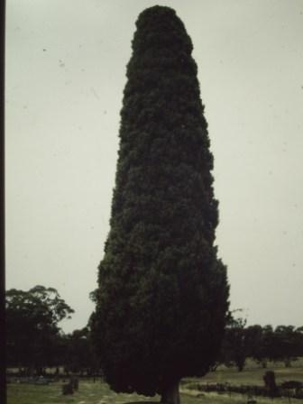 T12016 Cupressus sempervirens