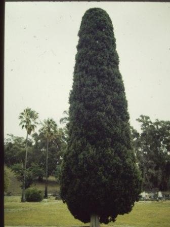 T12016 Cupressus sempervirens