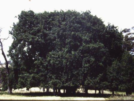 T12032 Quercus robur
