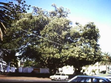 T12034 Ficus macrophylla