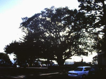 T12034 Ficus macrophylla