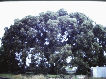 T12036 Ficus macrophylla