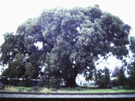T12036 Ficus macrophylla