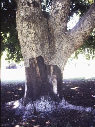 T12037 Quercus suber