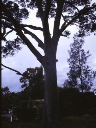 T12038 Corymbia maculata