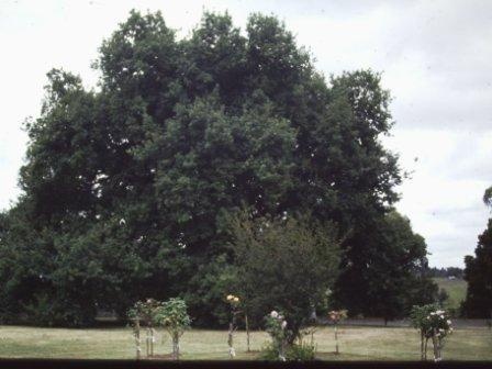 T12043 Quercus robur