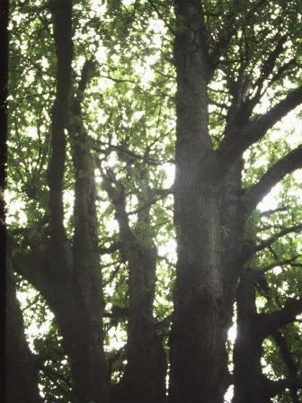 T12043 Quercus robur