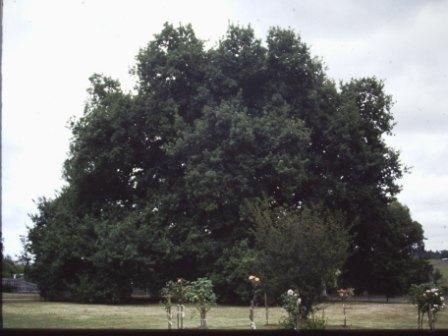 T12043 Quercus robur.JPG