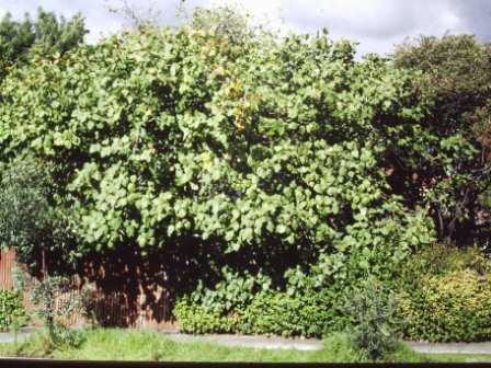 T12076 Ficus palmata