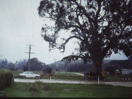 T11002 Eucalyptus camaldulensis