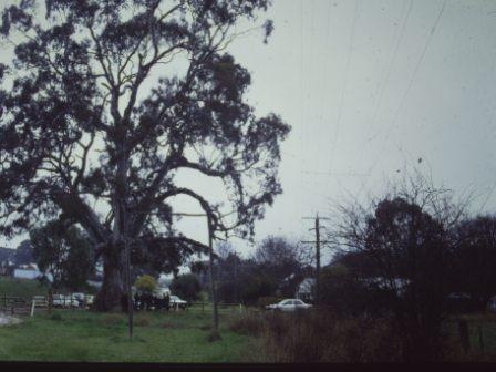 T11002 Eucalyptus camaldulensis