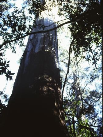 T11055 Eucalyptus regnans