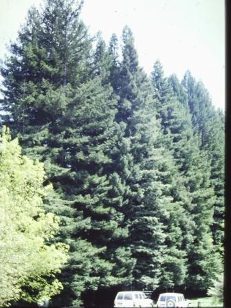 T11056 Sequoia sempervirens