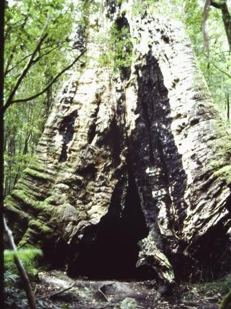 T11057 Eucalyptus obliqua x E. regnans