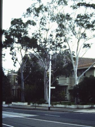 T11073 Corymbia citriodora