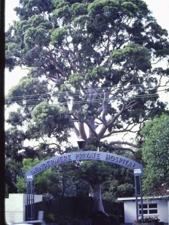 T11074 Angophora costata