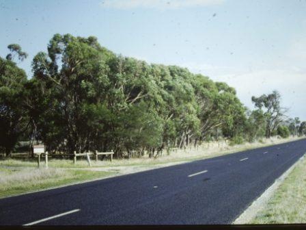 T11096 Eucalyptus yarraensis