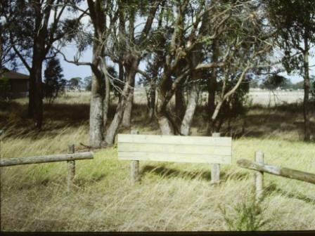 T11096 Eucalyptus yarraensis