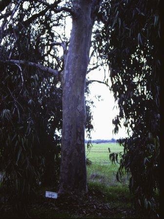T11115 Eucalyptus Spp.