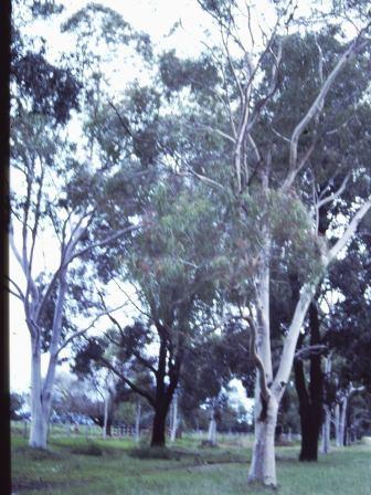 T11115 Eucalyptus Spp.