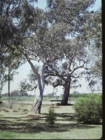 T11145 Eucalyptus camldulensis