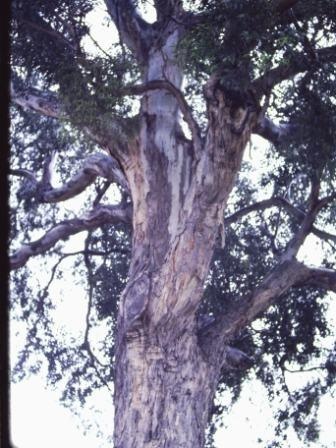 T11146 Eucalyptus camaldulensis
