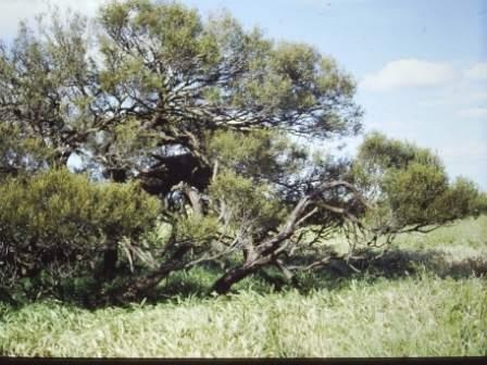 T11200 Acacia omalophylia