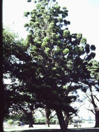 T11221 Araucaria cunninghamii