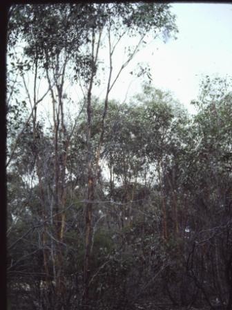 T11282 Eucalyptus behriana