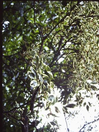 T11323 Fraxinus excelsior 'Auereo-variegata'