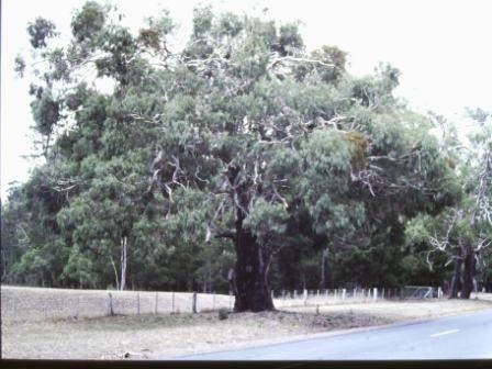 T11338 Eucalyptus viminalis