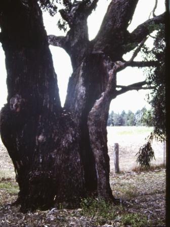 T11338 Eucalyptus viminalis