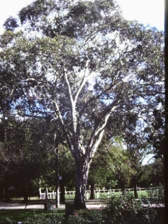 T11362 Eucalyptus leucoxylon