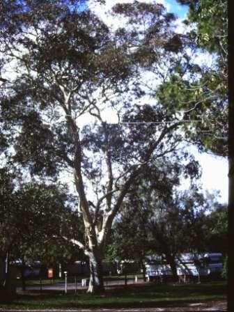 T11362.Eucalyptus leucoxylon