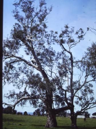 T11365 Eucalyptus camaldulensis
