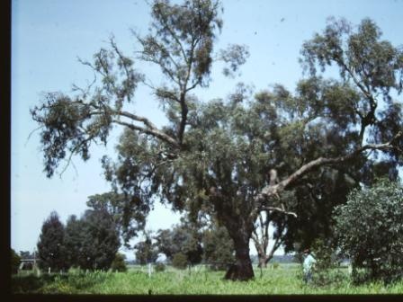 T11366 Eucalyptus melliodora
