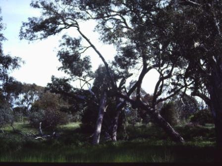 T11371 Eucalyptus cadens