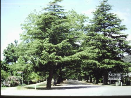 T11402 Quercus palustris et alia
