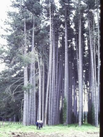 T11429 Pinus nigra var. maritima