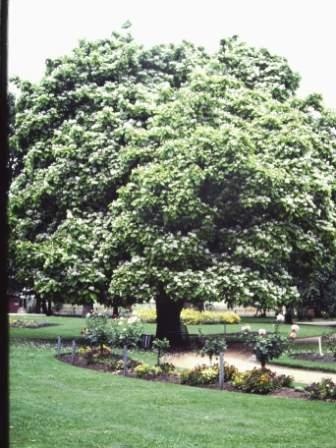 T11462 Catalpa bignoniodes