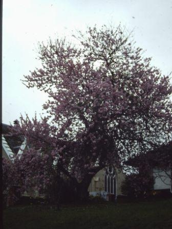 T11515 Prunus pollardi
