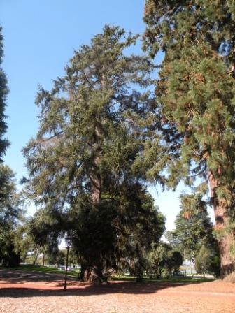 T11296 Picea sitchensis